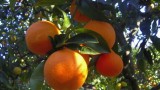 arance da raccogliere